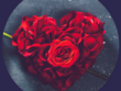 Red roses laid out in the shape of a heart against a blue background